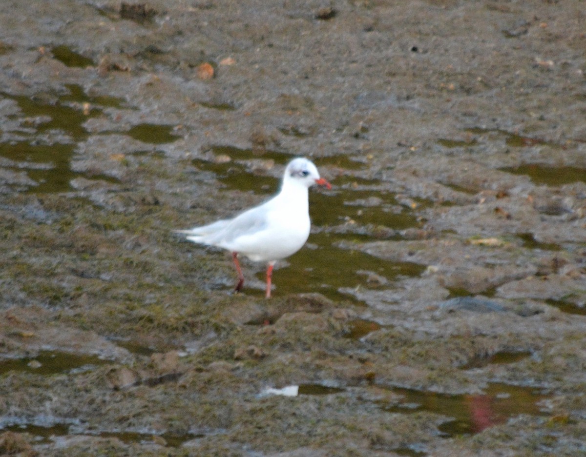 Gaviota Cabecinegra - ML481848211