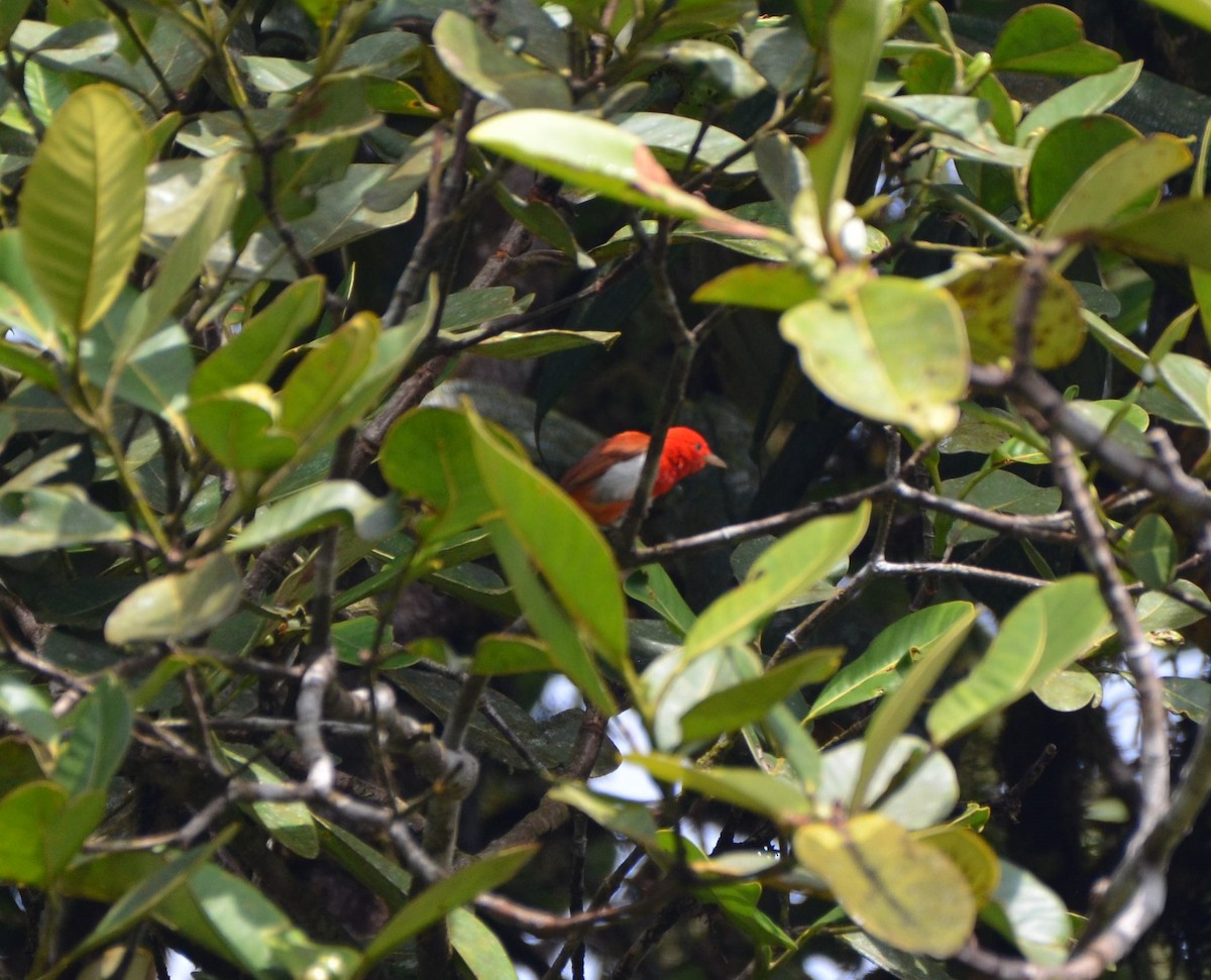 Scarlet-and-white Tanager - ML481848241
