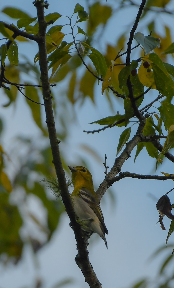 Yellow-throated Vireo - ML481850581