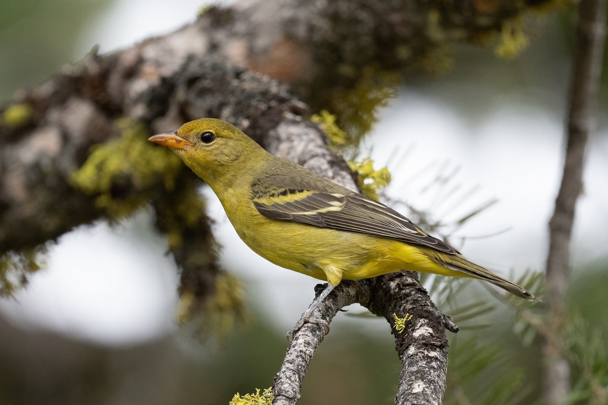 Western Tanager - Graham Deese