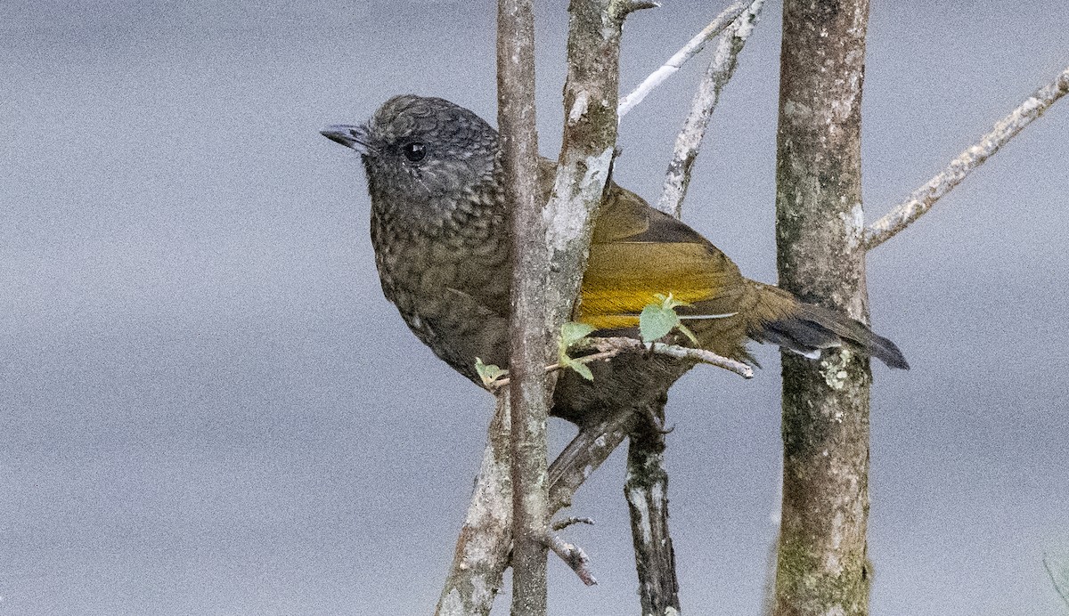 Scaly Laughingthrush - ML481852041