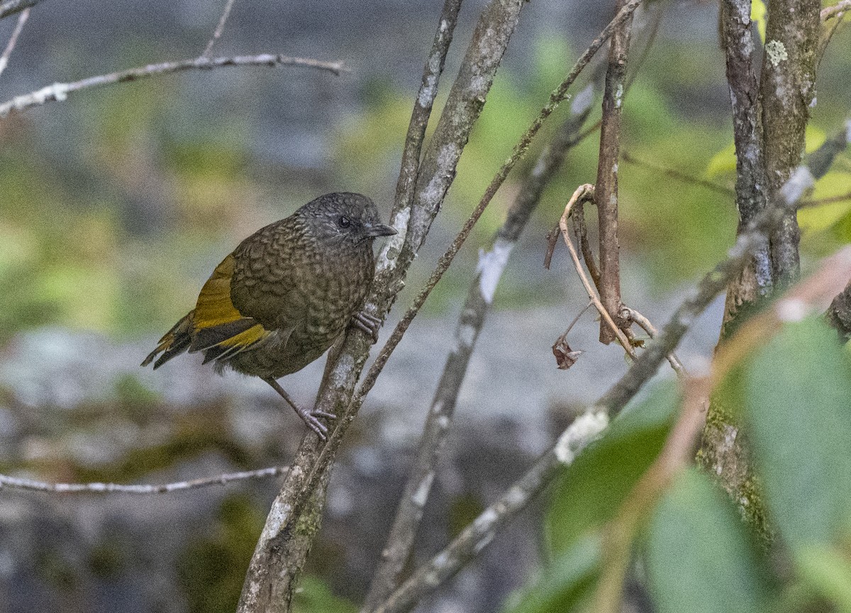 Scaly Laughingthrush - ML481852101