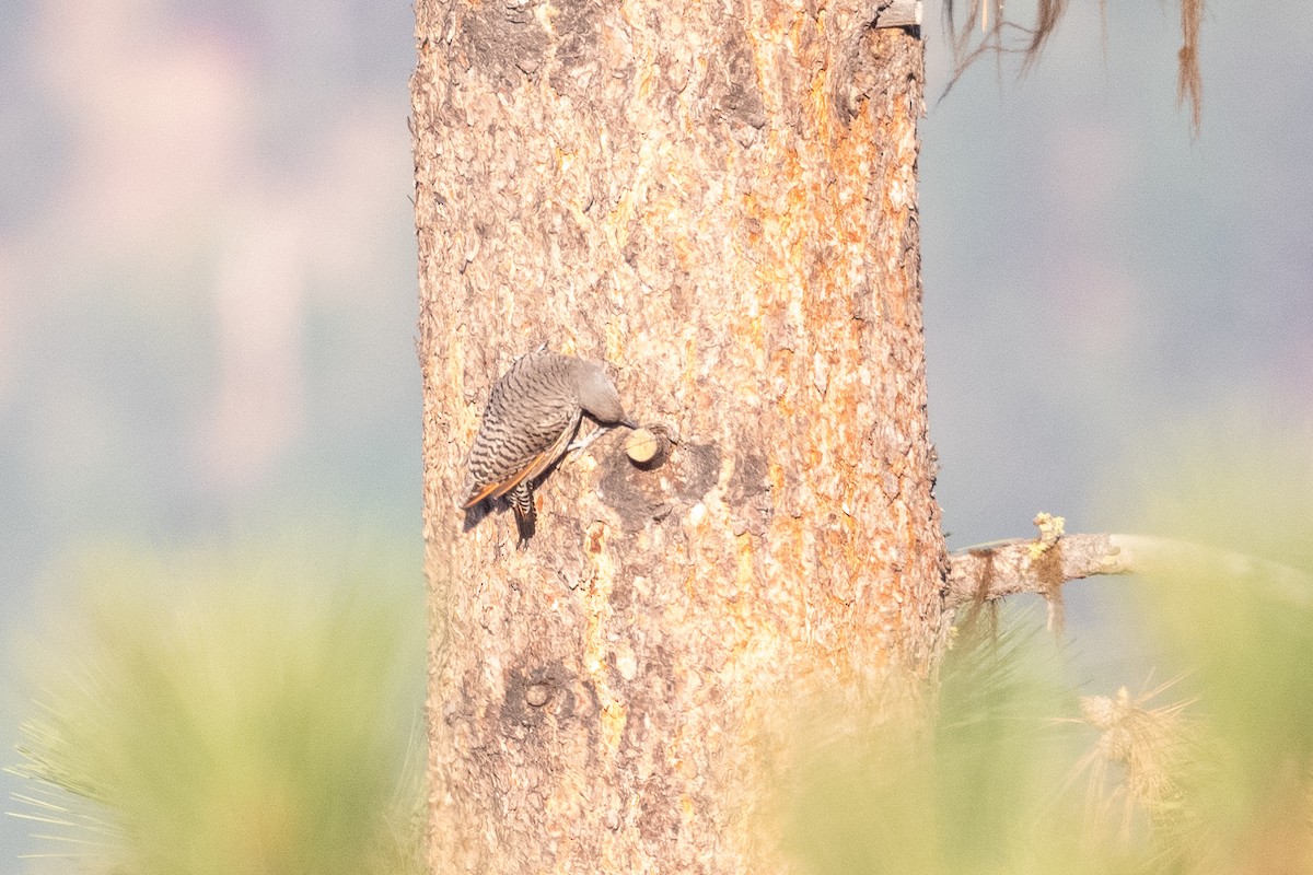 Northern Flicker (Red-shafted) - ML481853261