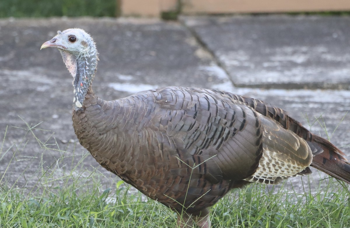 Wild Turkey - ML481853281