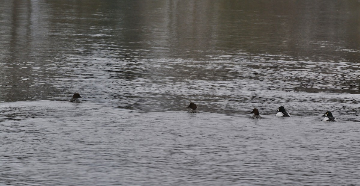 Common Goldeneye - ML48185461