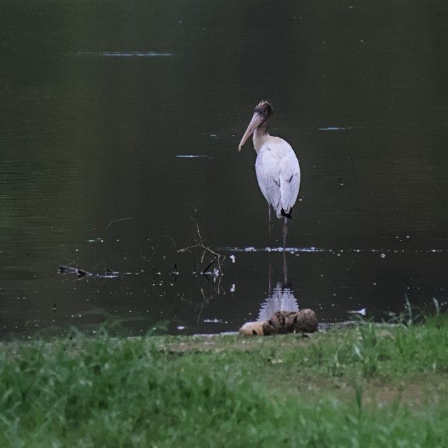 Wood Stork - ML481856791