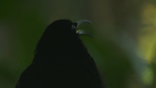 Prachtparadiesvogel - ML481857