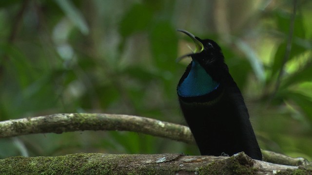 Magnificent Riflebird - ML481858