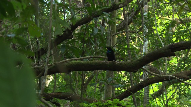 Magnificent Riflebird - ML481859