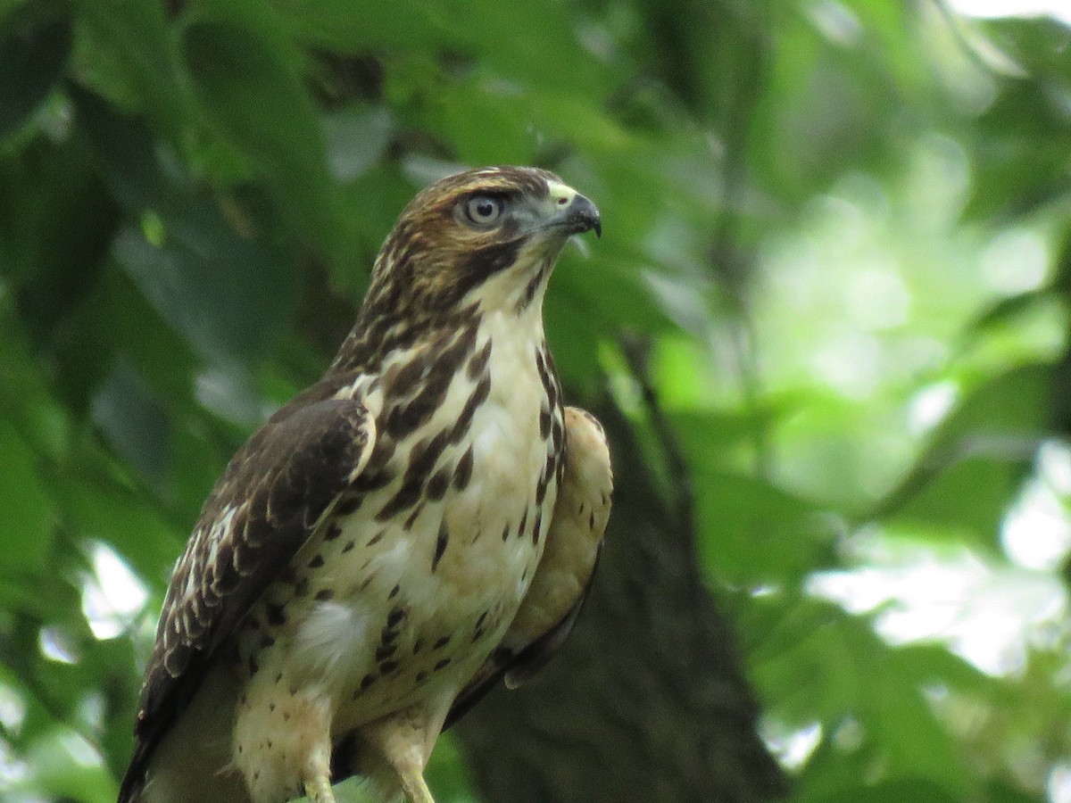 Broad-winged Hawk - ML481859311