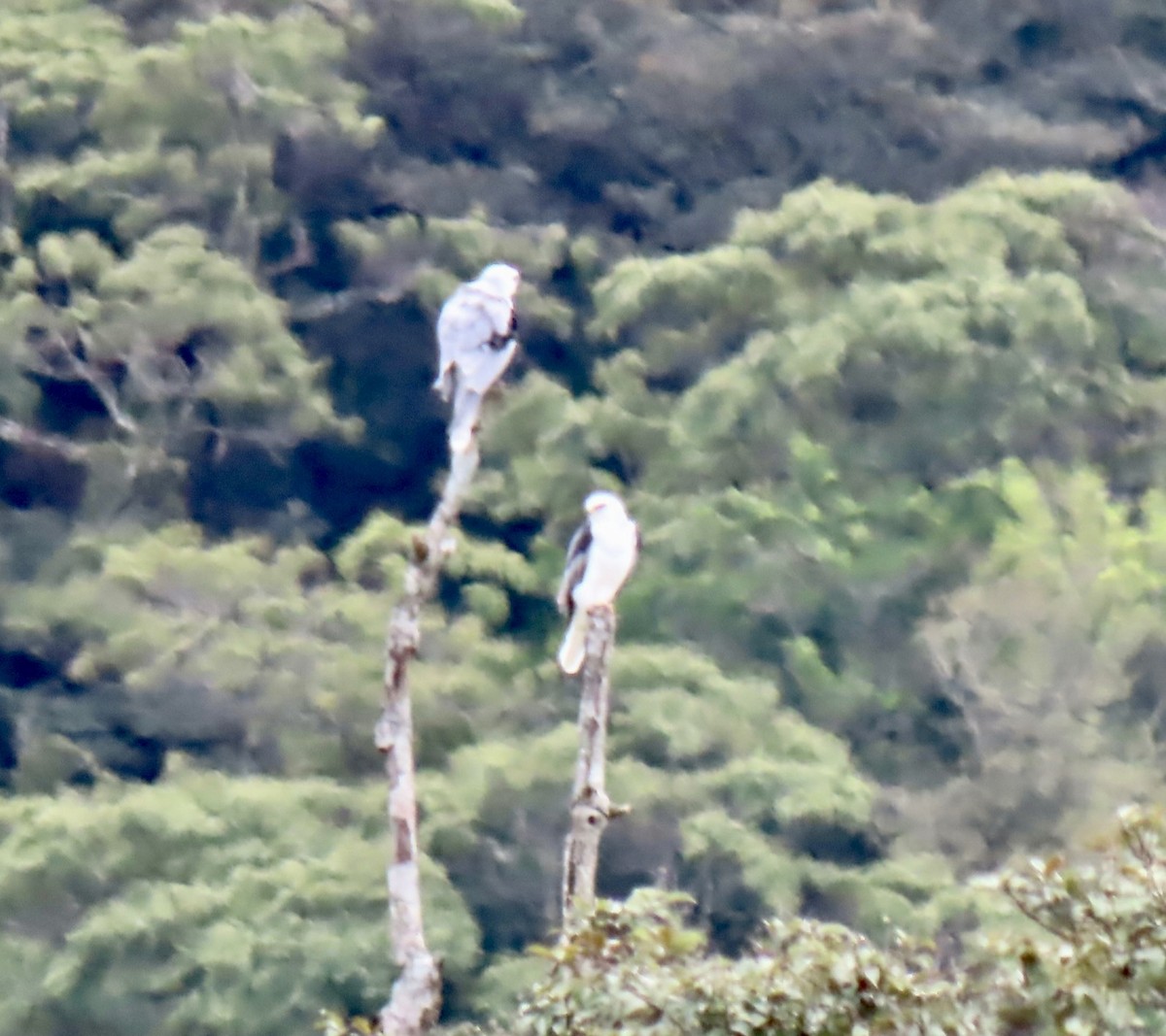 White-tailed Kite - Karen Rubinstein