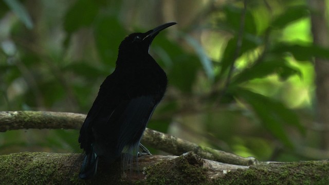 Magnificent Riflebird - ML481860