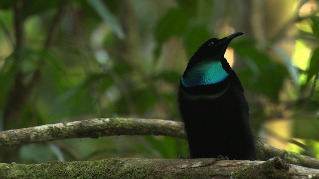 Magnificent Riflebird - ML481861