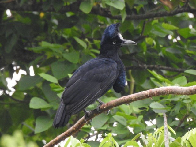 Amazonian Umbrellabird - ML481861491