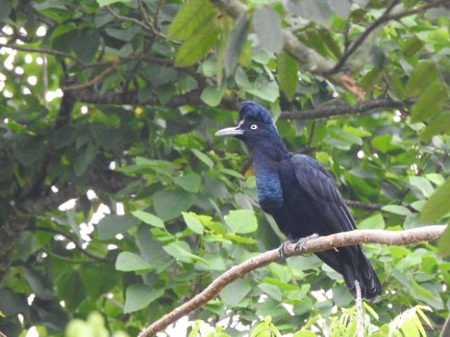 Amazonian Umbrellabird - ML481861511