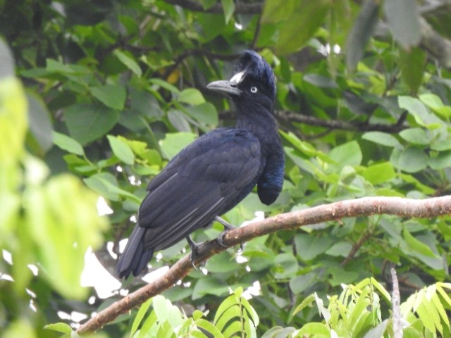 Amazonian Umbrellabird - ML481861521