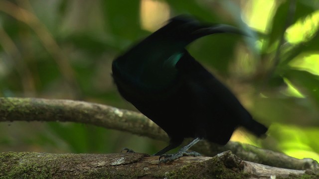 Magnificent Riflebird - ML481862