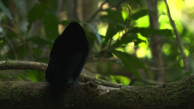 Magnificent Riflebird - ML481863