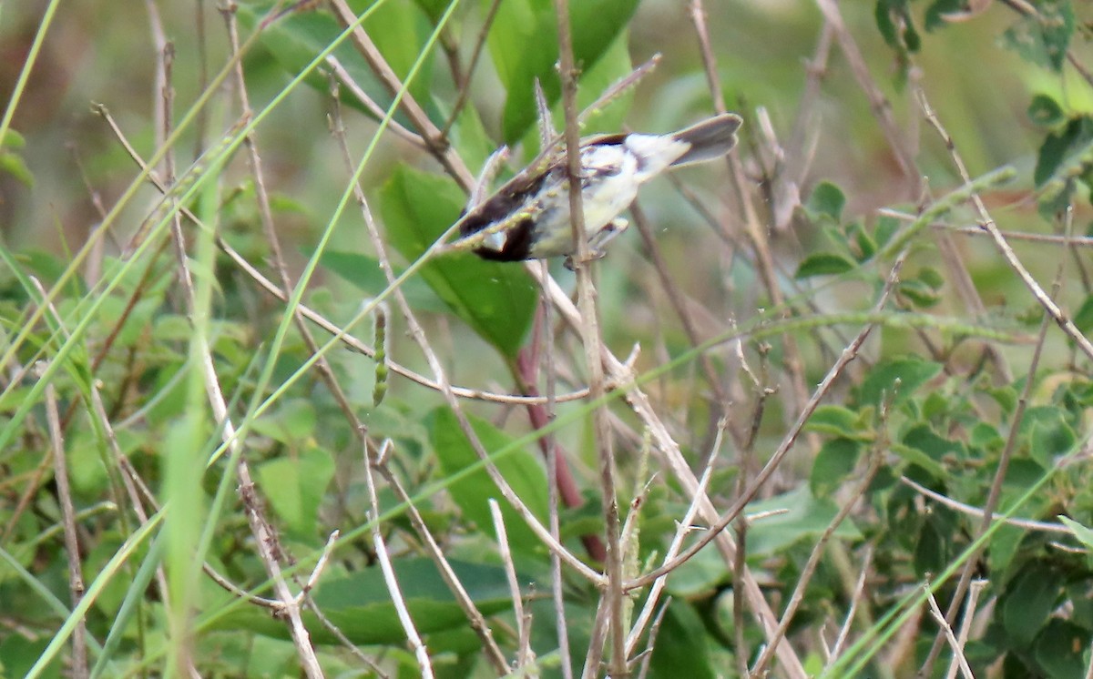 Yellow-bellied Seedeater - Karen Rubinstein