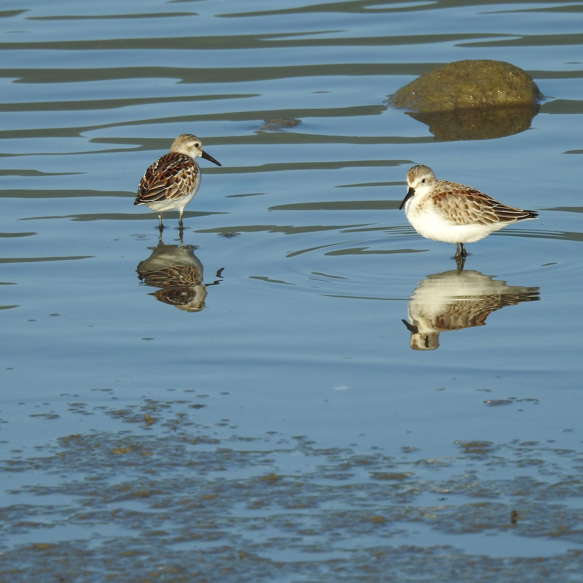 Western Sandpiper - Jim Walton