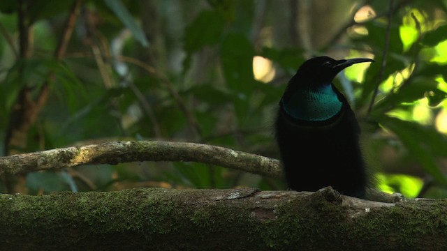 Magnificent Riflebird - ML481864