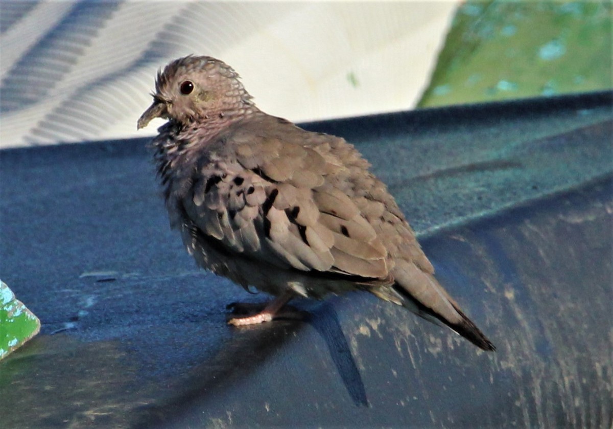 Common Ground Dove - Jeffrey McCrary