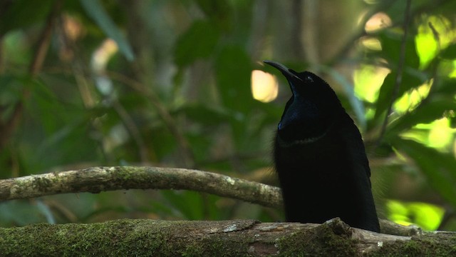 Magnificent Riflebird - ML481865