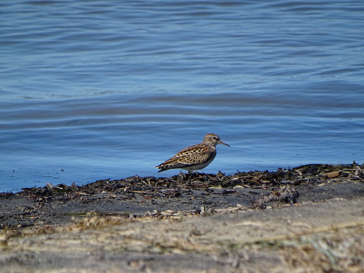 Least Sandpiper - ML481865131