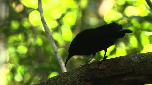 Magnificent Riflebird - ML481866