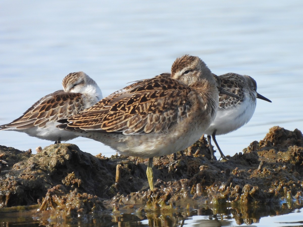 Short-billed Dowitcher - Dan O'Brien