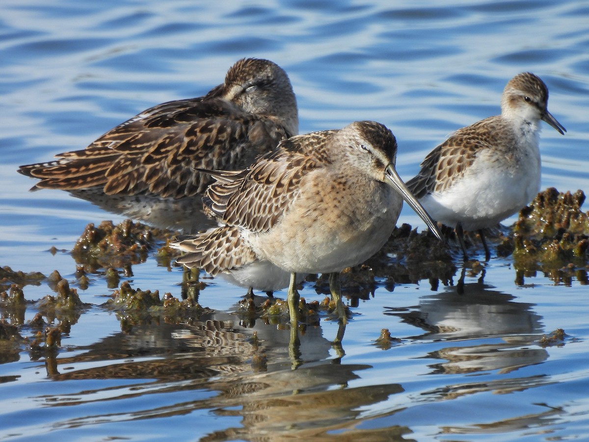 Short-billed Dowitcher - Dan O'Brien