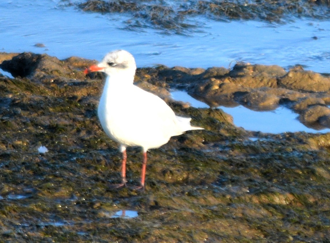 Gaviota Cabecinegra - ML481866861