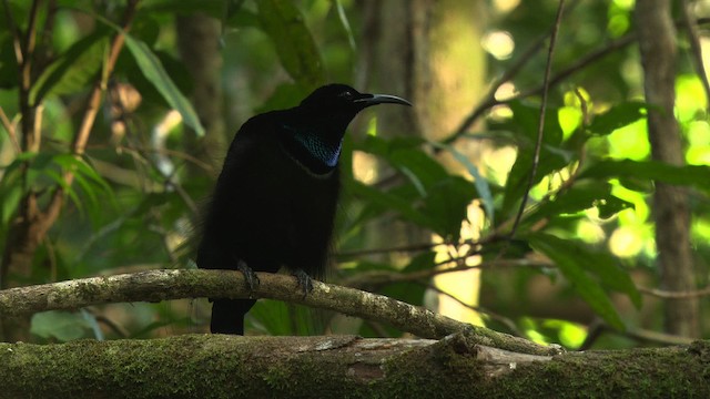 Magnificent Riflebird - ML481868