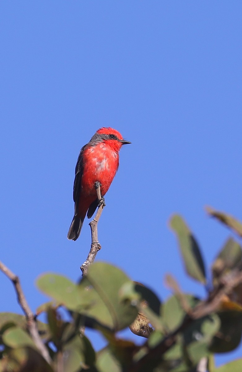 Vermilion Flycatcher - ML481868541