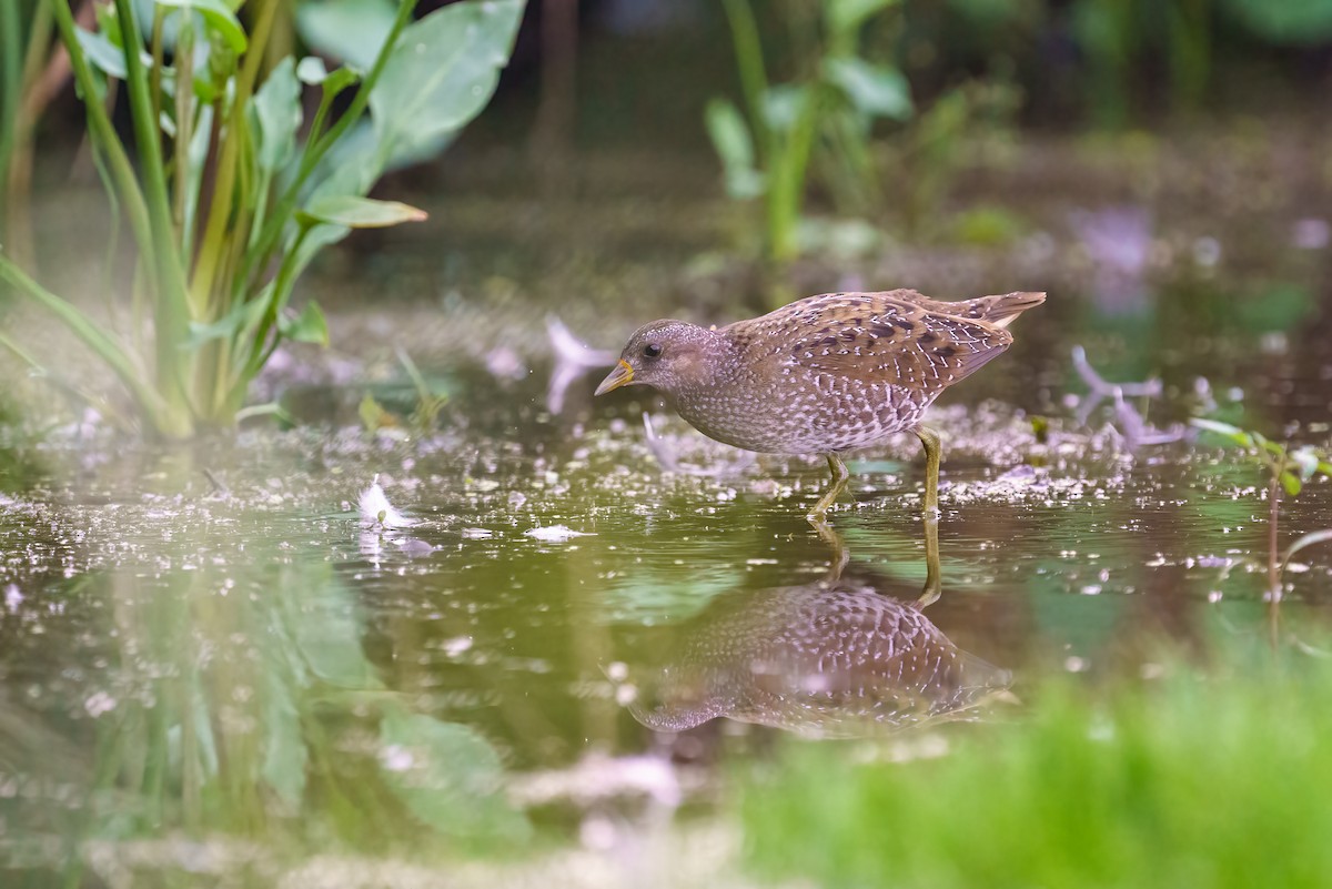 Spotted Crake - ML481868981