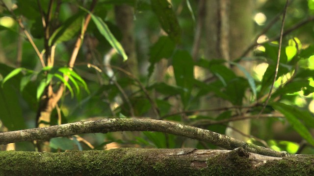 Magnificent Riflebird - ML481869