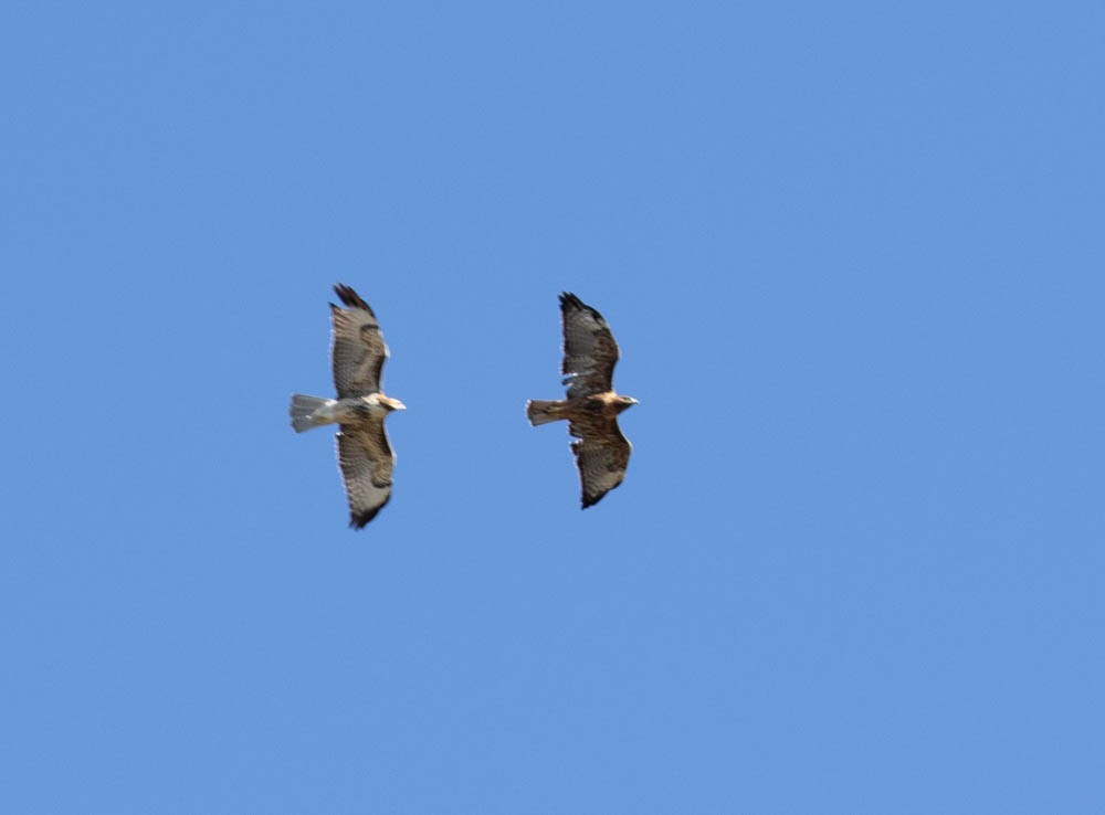 Red-tailed Hawk - Marty Herde