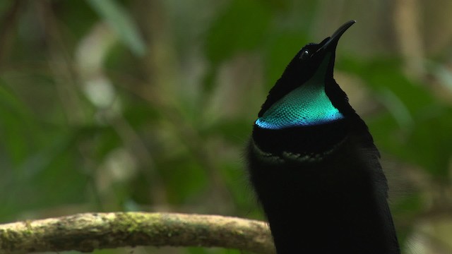 Magnificent Riflebird - ML481870