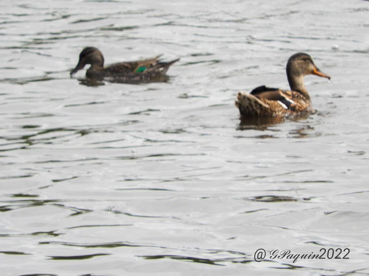 Green-winged Teal - ML481870171