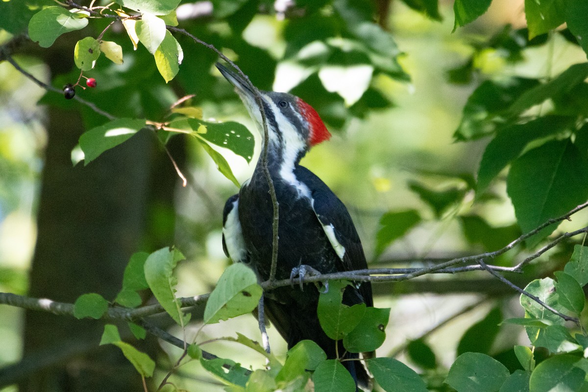 Pileated Woodpecker - Kelly Krechmer