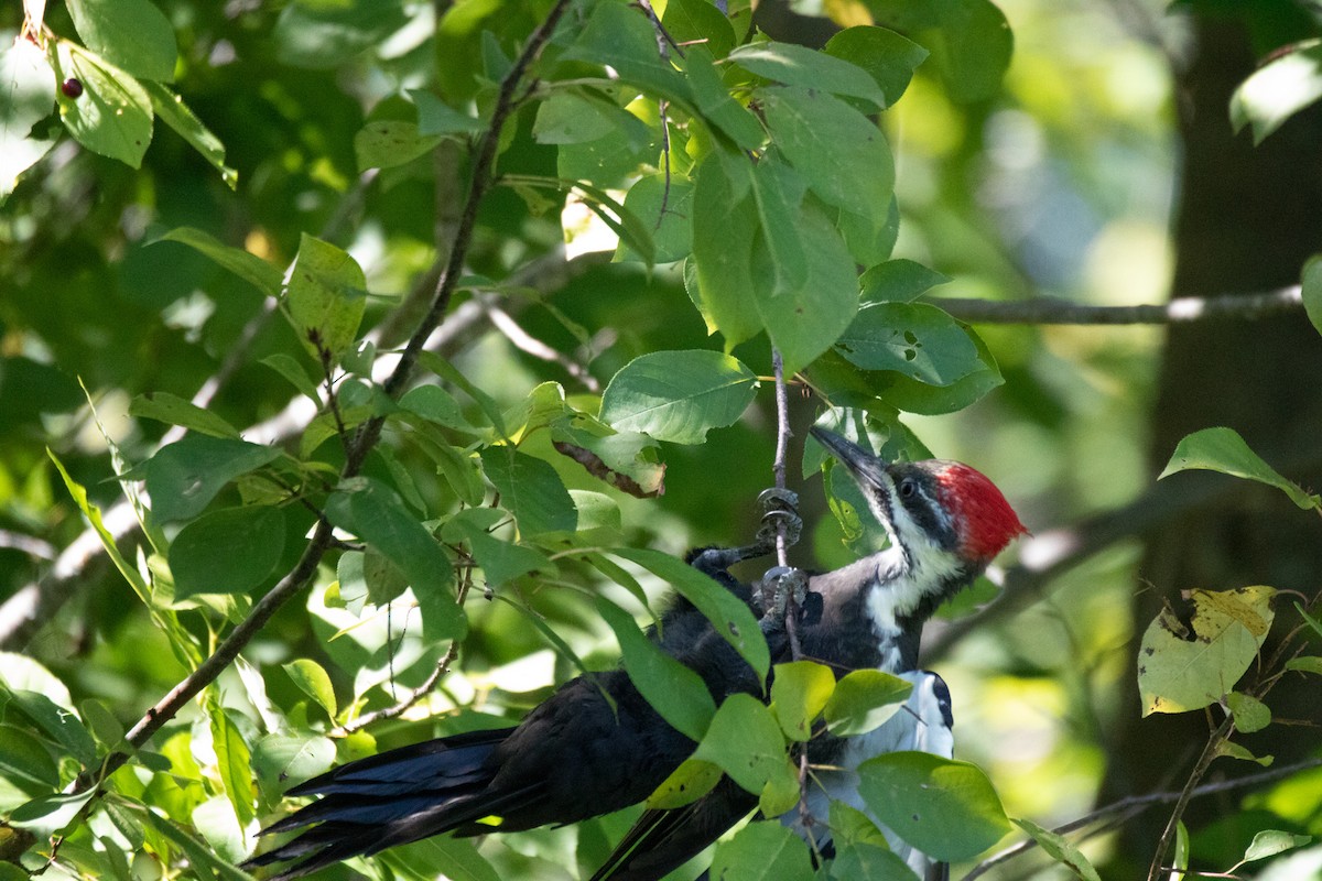 Pileated Woodpecker - ML481870591