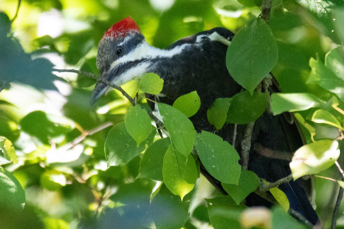 Pileated Woodpecker - ML481870631
