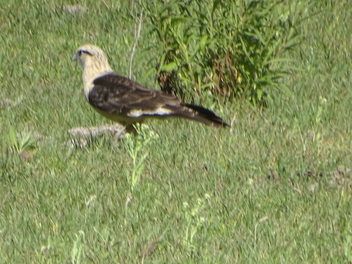 Yellow-headed Caracara - ML481870711