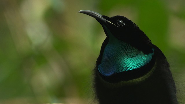 Magnificent Riflebird - ML481871