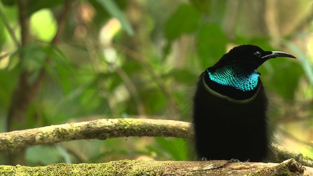 Magnificent Riflebird - ML481872