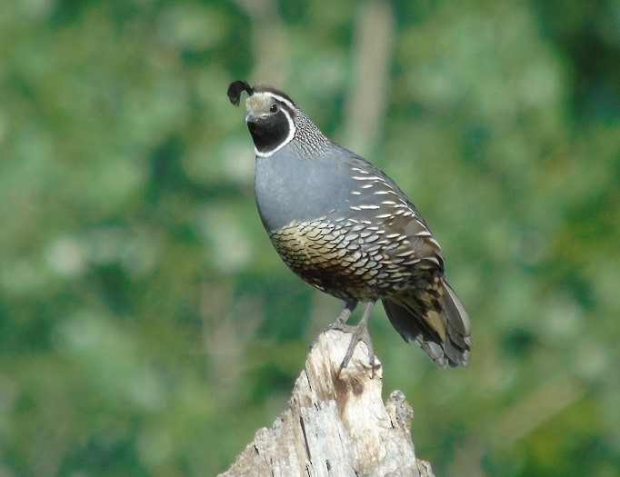 California Quail - Mike & MerryLynn  Denny