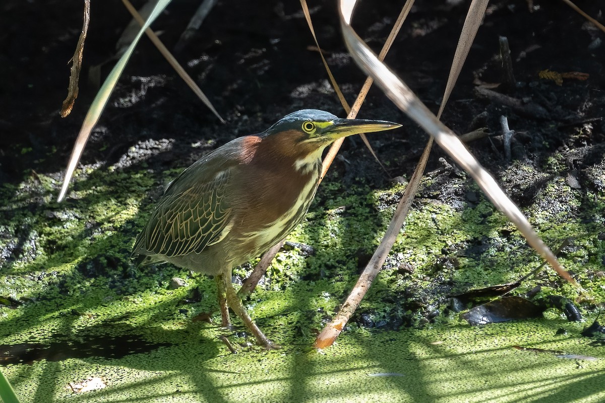 Green Heron - ML481872611