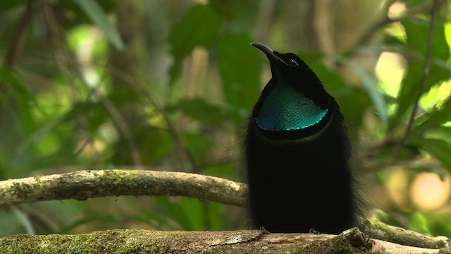 Magnificent Riflebird - ML481873