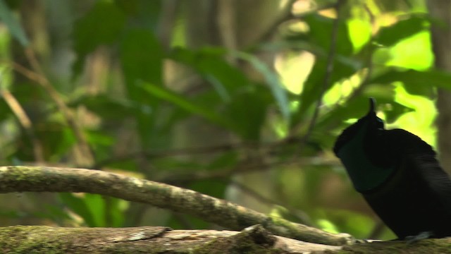 Magnificent Riflebird - ML481874