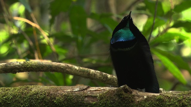 Magnificent Riflebird - ML481875